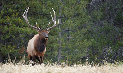 Elk Warning - Moyie River Ranch Resort